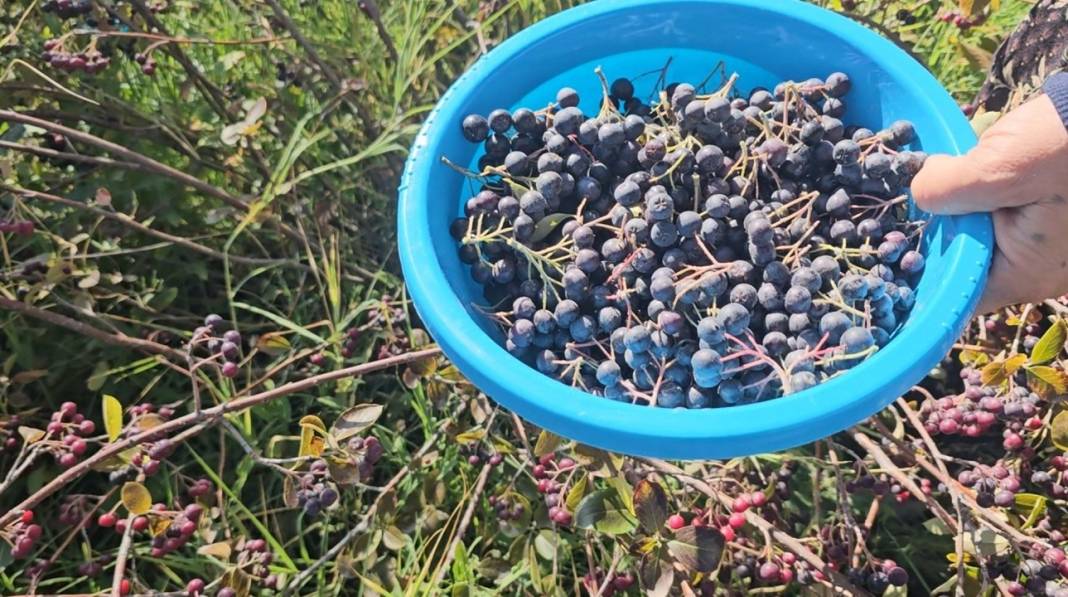 Konya'da aronyanın hasat vakti! Türkiye'nin her köşesine dağıtılıyor 5
